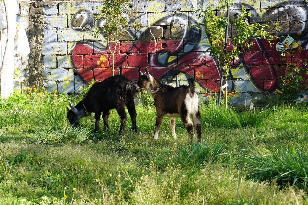Elbasan Backpacker Hostel Exteriör bild